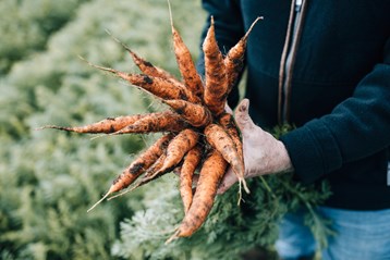 Carrots from Comber