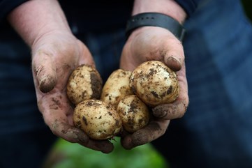 Potatoes from comber